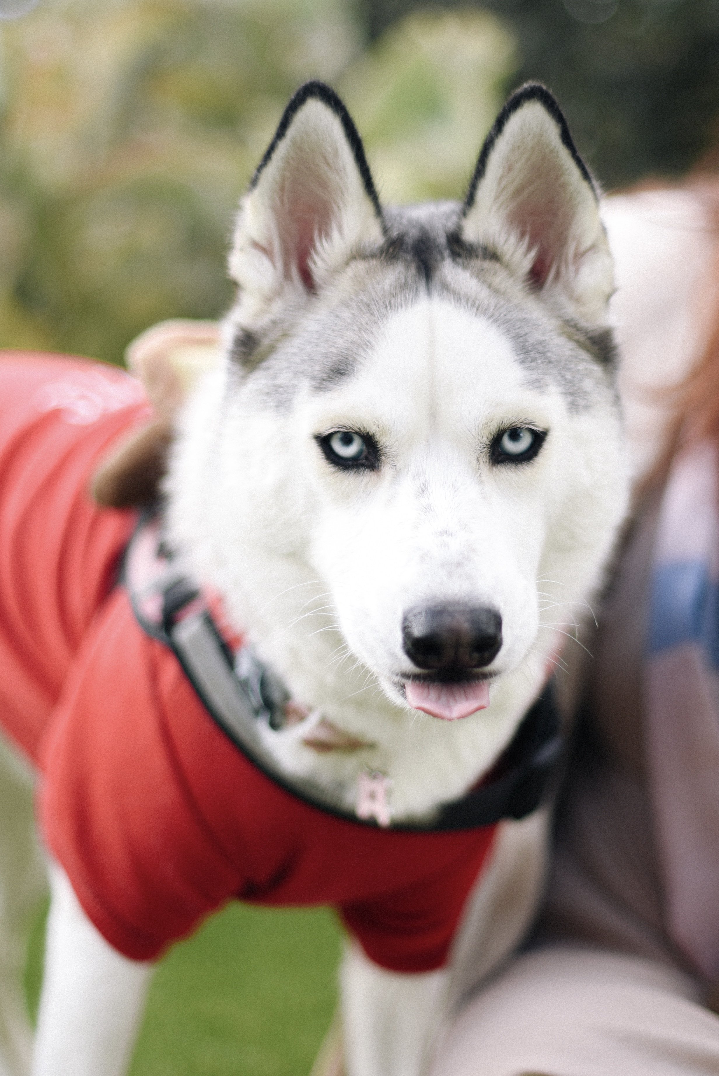 Husky pet